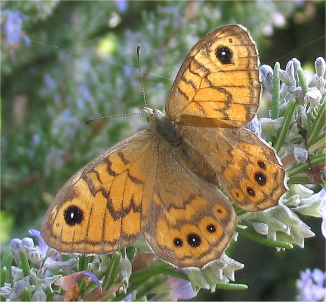 Lasiommata megera